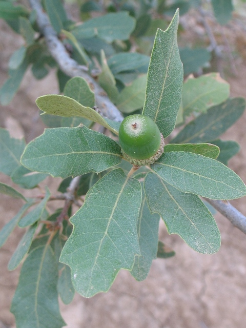 Quercus undulata
